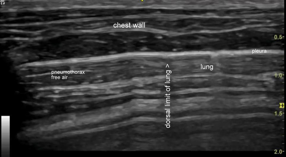 Spontaneous pneumothorax in a cat Vet Practice Support