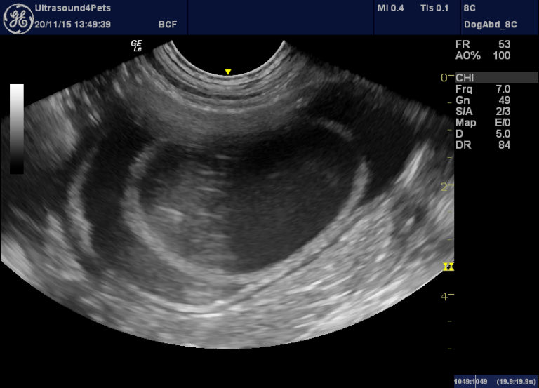 Intravesical ureterocoele in an adult Labrador – Vet Practice Support