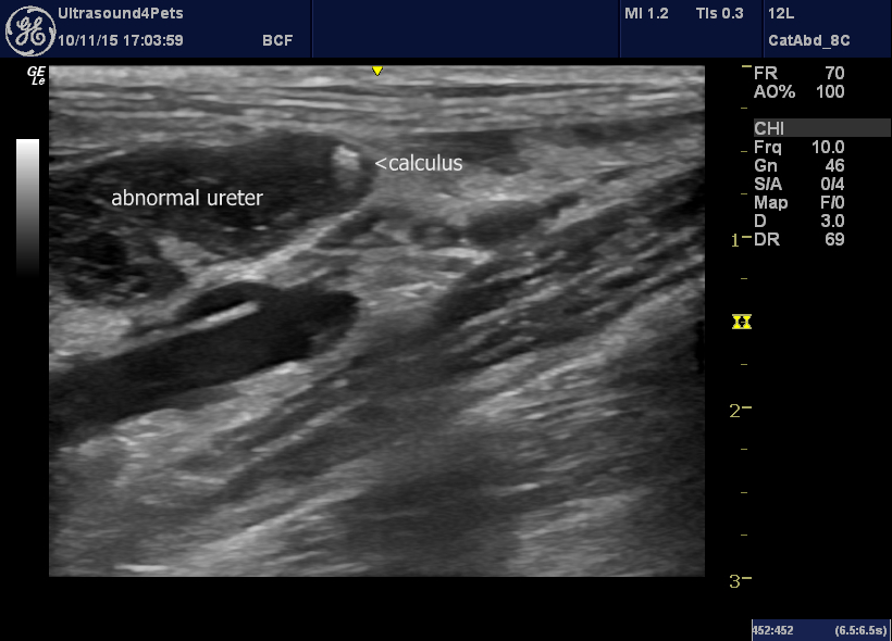 Feline Ureteral Calculi – Vet Practice Support