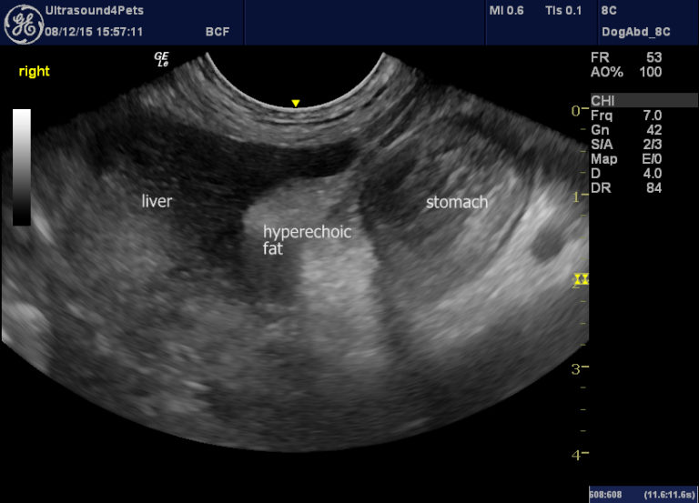 Gallbladder mucocoele complications – Vet Practice Support