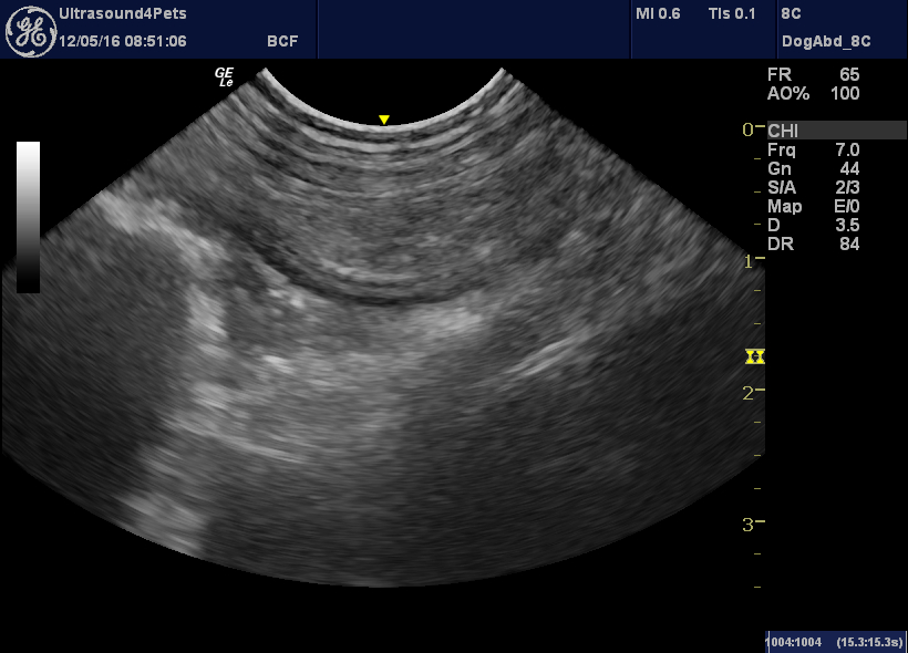 Diarrhoea associated with a jejunal foreign body in a dog – Vet ...