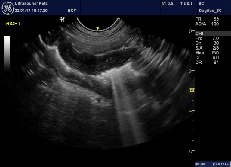 Some unusual bladder tumours in dogs – Vet Practice Support