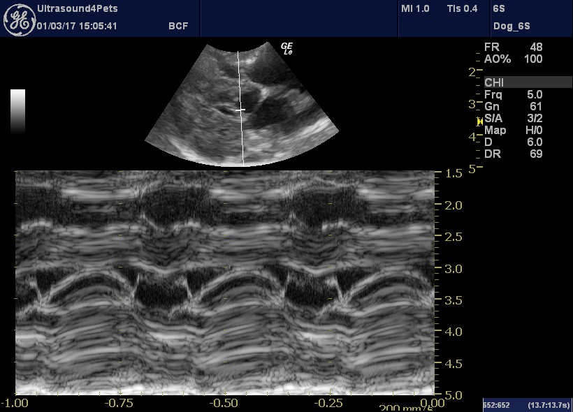 Persistent left cranial vena cava amongst multiple congenital cardiac ...