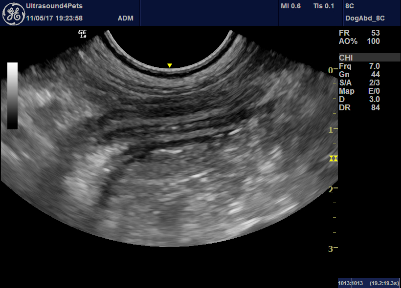 Acute haemorrhagic diarrhoea syndrome (AHDS) in dogs: possible ...