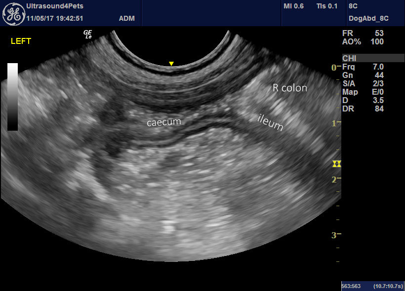 Acute haemorrhagic diarrhoea syndrome (AHDS) in dogs: possible ...