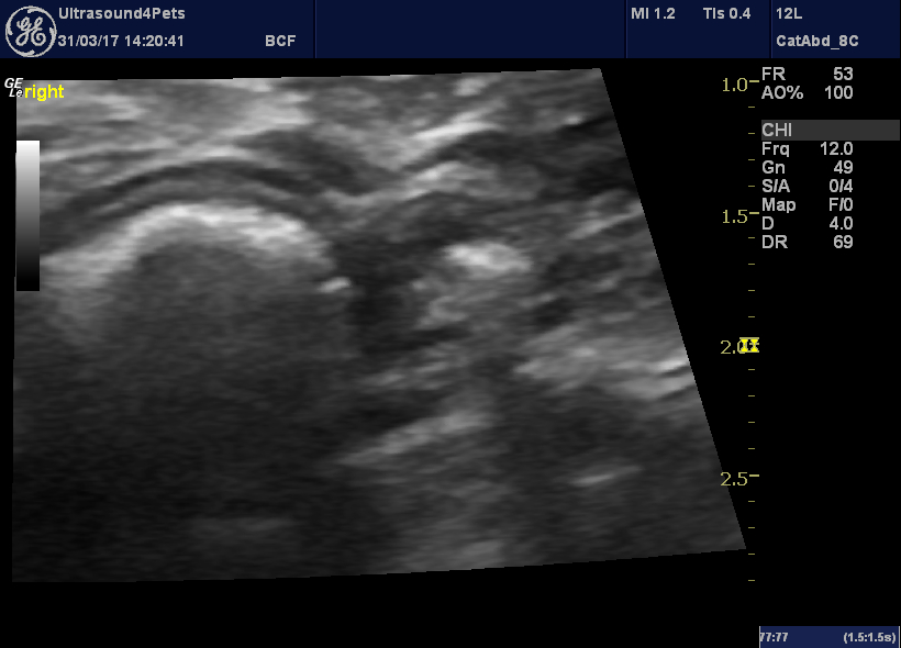 Hair balls: a sonographic challenge – Vet Practice Support