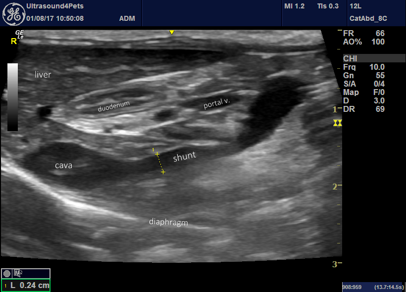 Feline portosystemic shunt morphology – Vet Practice Support