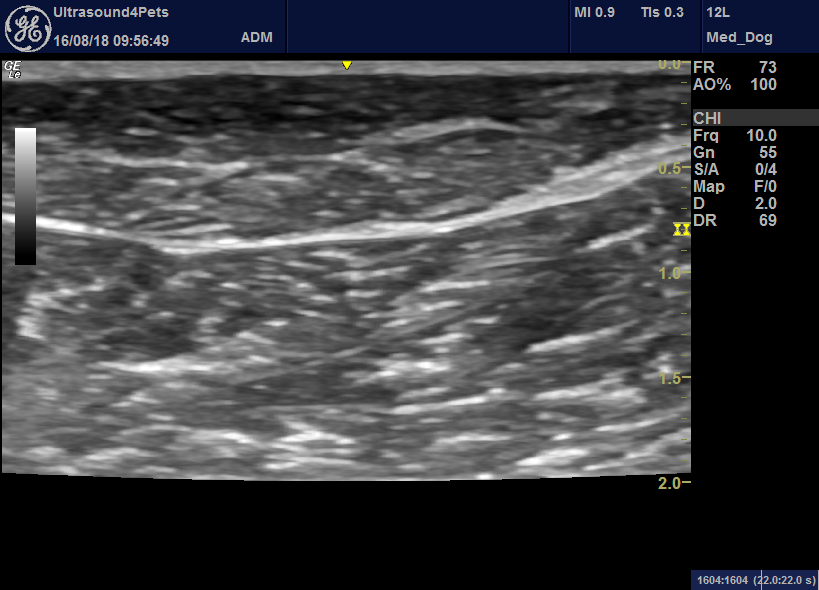 Sonography of chronic gracilis muscle tear in a Greyhound – Vet ...