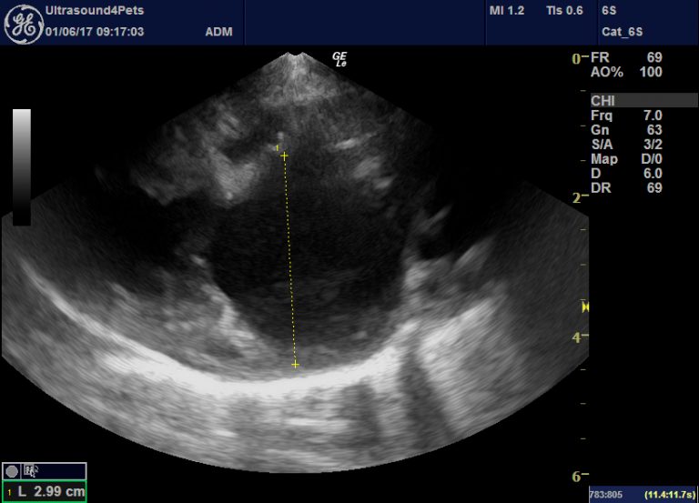 Lung ultrasound: ‘flooding’ in fulminant pulmonary oedema in cats and a ...