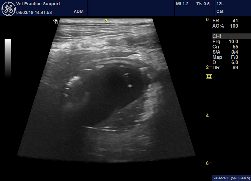 Canine cholecystitis without icterus: an indication of biliary rupture ...