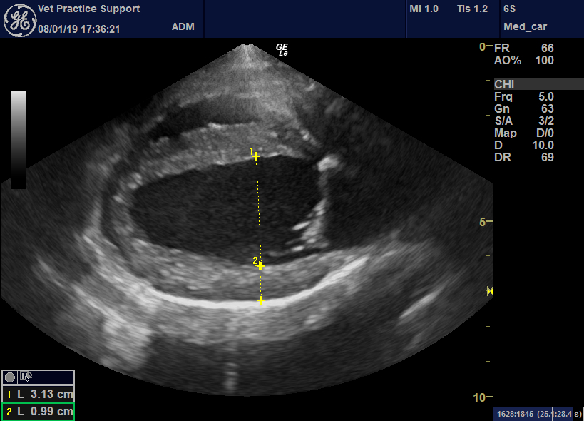 Unexpected causes of acute abdominal pain in dogs part I ...