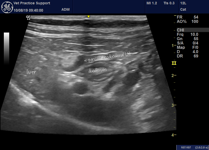 Sonographic Appearance Of Pancreaticoduodenal Lymph Nodes In Dogs And 