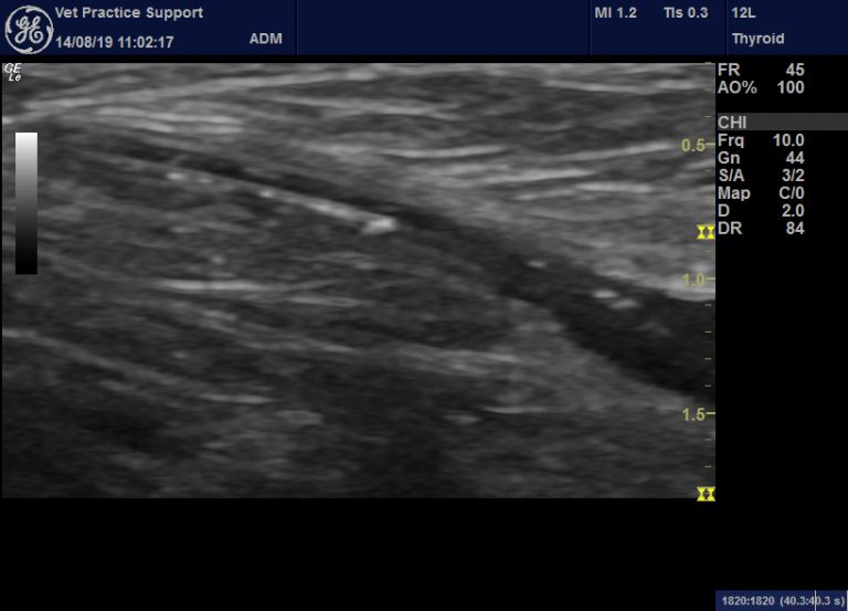 Sonography of central line catheter infection in a dog – Vet Practice ...