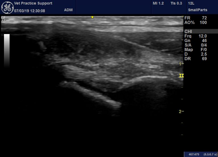 Sonographic features of septic arthritis in the dog – Vet Practice Support