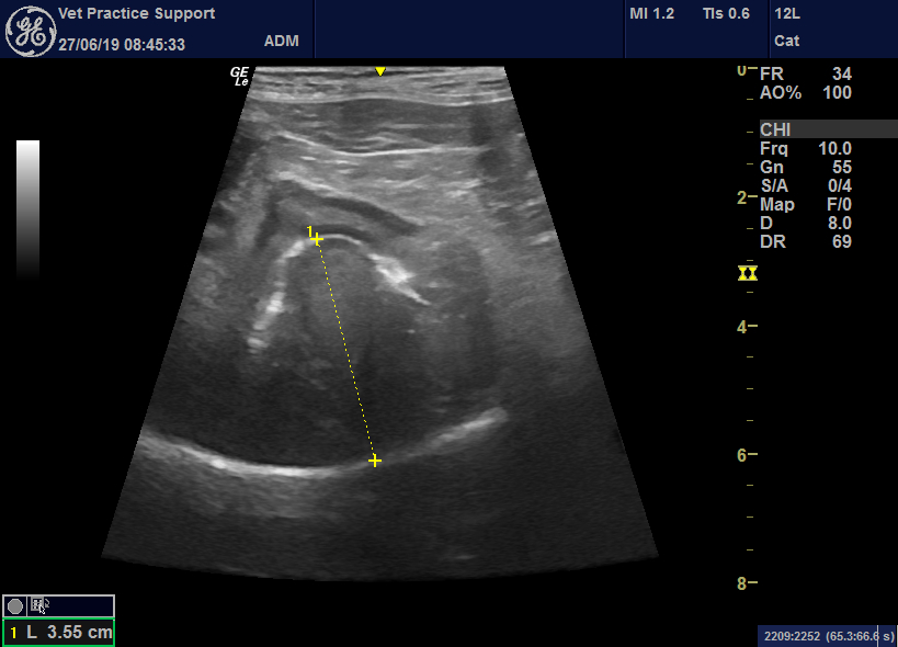 Sand ingestion in three dogs: a cause of severe gastroenteritis (even ...